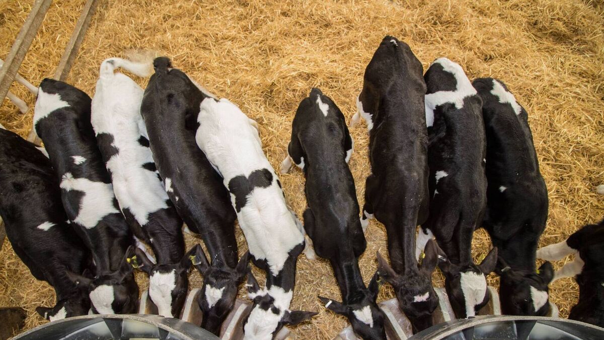 Lighten Up: The Oscar goes to the calf rearer - Vimarsana News