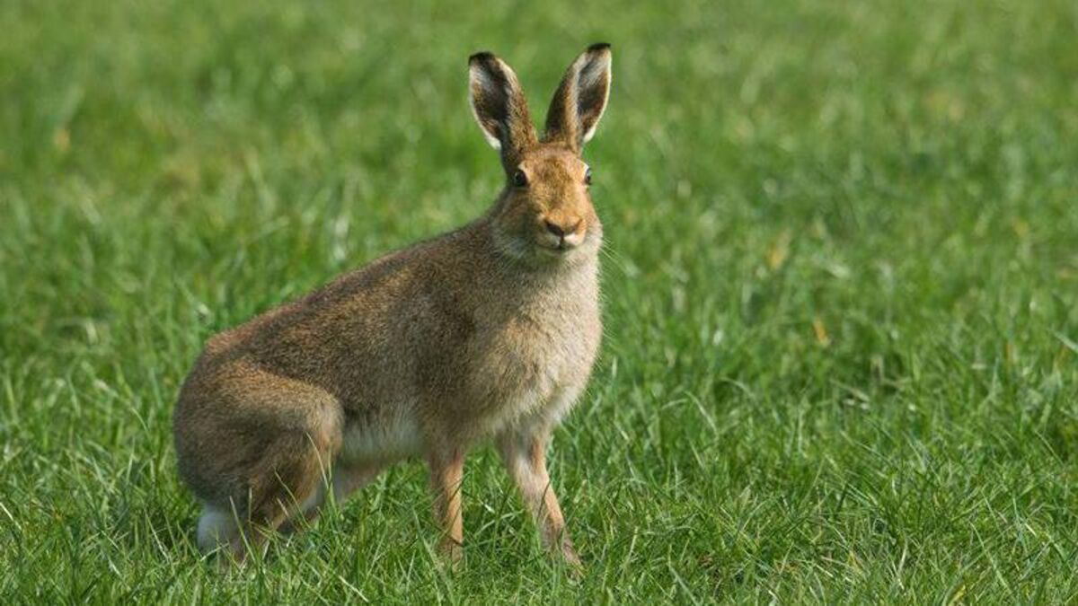 Anja Murray: Mad about March hares - and the case against coursing - Vimarsana News