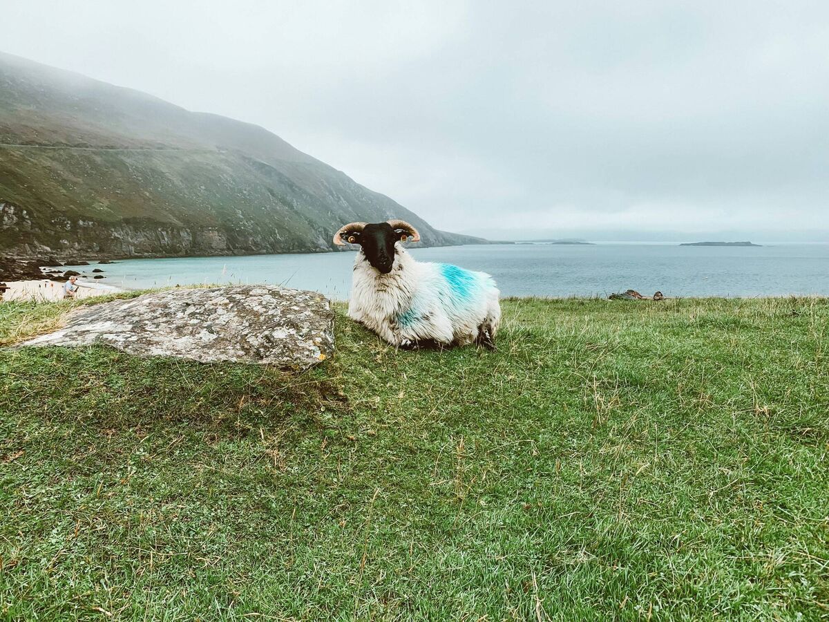 Achill Island: can't be bleat