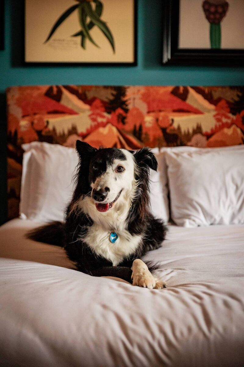 Dogs welcome at Glasson Lakehouse