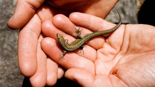 <p>Viviparous lizard. Picture: Corbis</p>