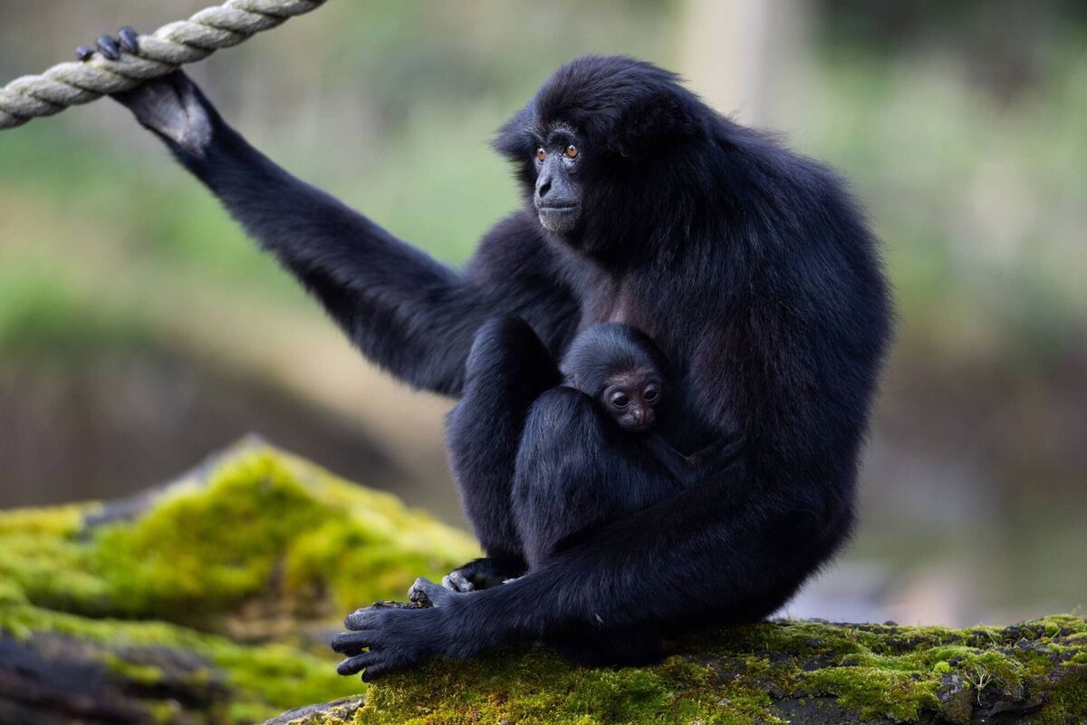 Mother Chloe, who was born in 2000, with her newborn Mother Chloe, who was born in 2000, with her newborn