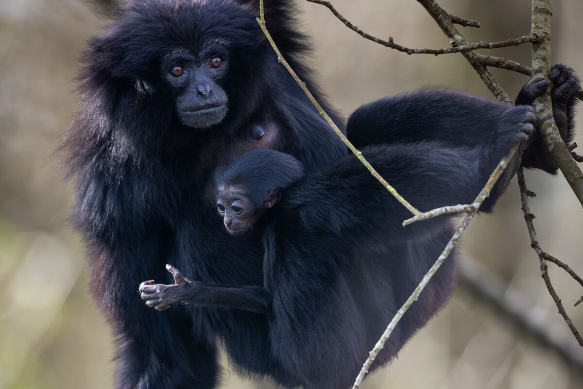 The baby agile gibbon which needs a name The baby agile gibbon which needs a name