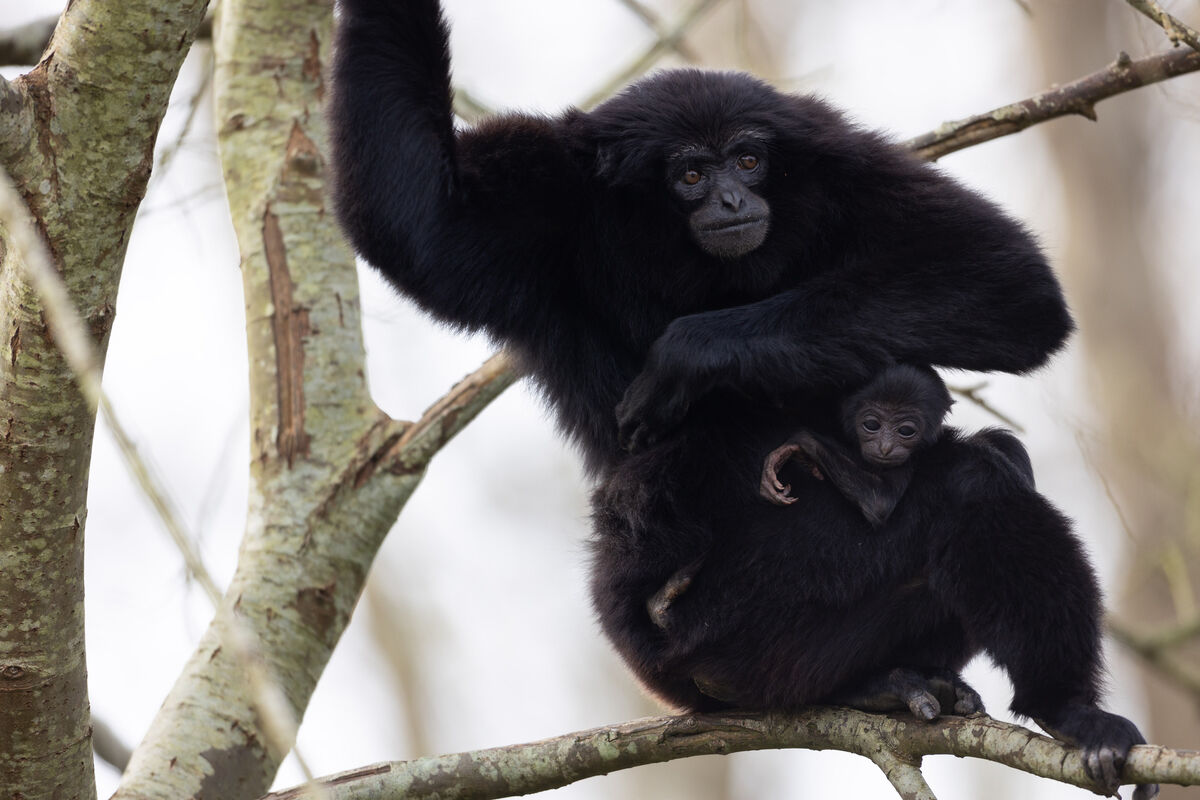 This newborn agile gibbon has an older brother, Beamish, who was born in 2021 This newborn agile gibbon has an older brother, Beamish, who was born in 2021