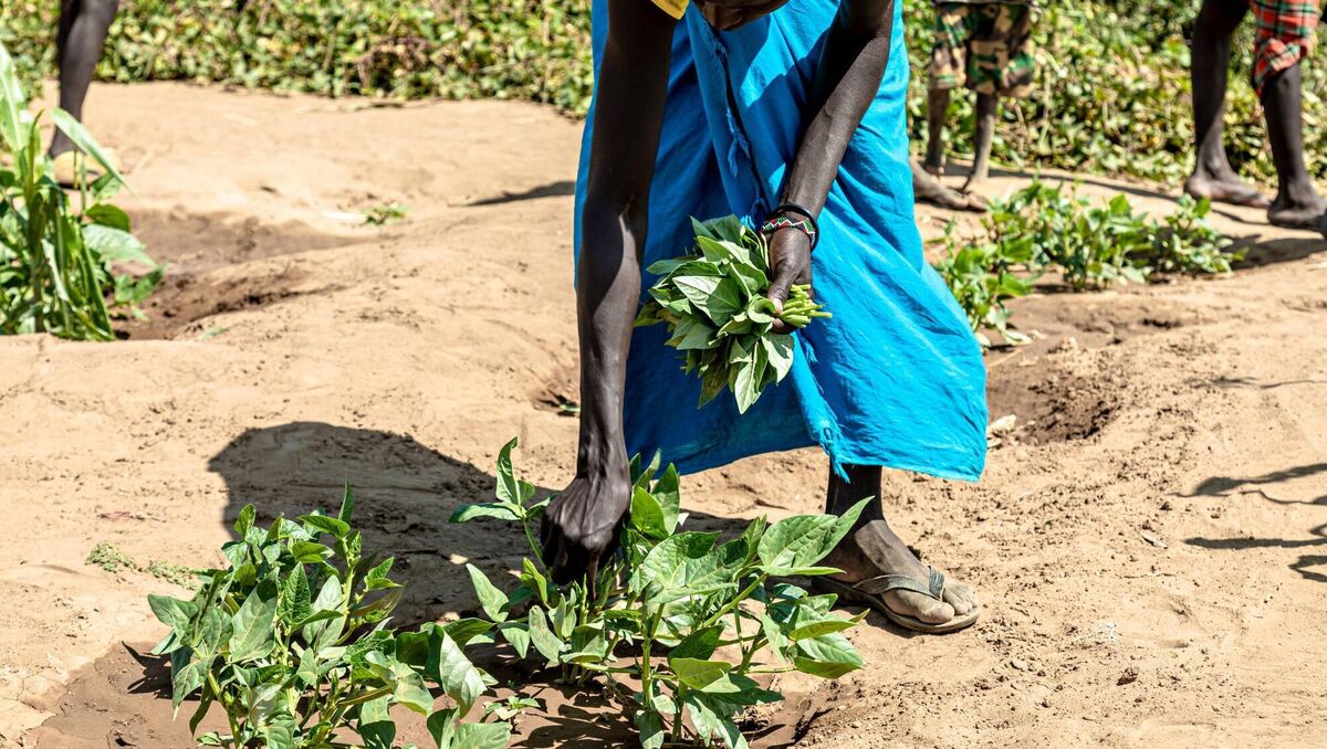 As part of the emergency response Concern Worldwide supported the rehabilitation of the Naoros water system to provide water for multiple use including the growing of crops. 