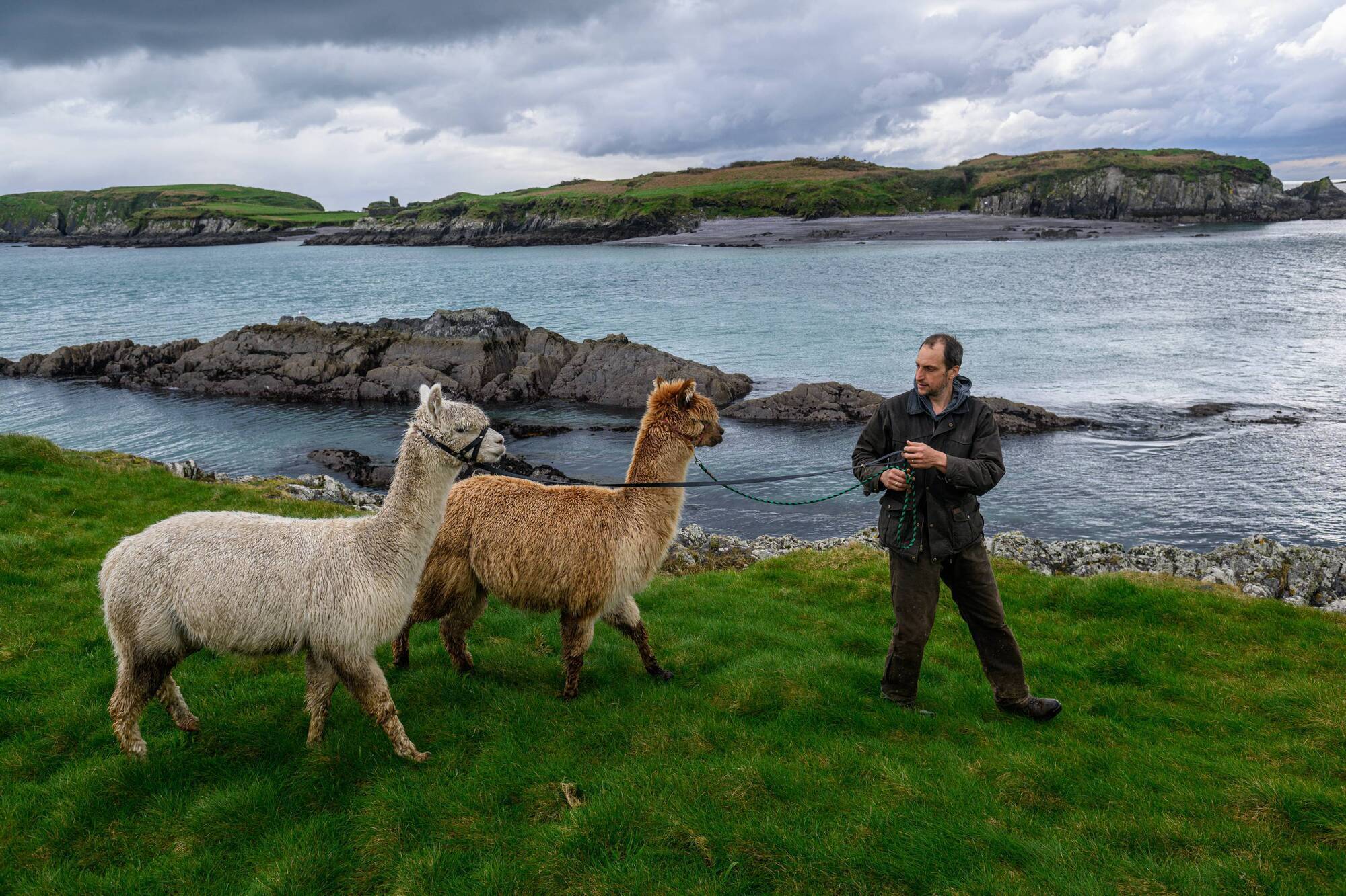Watch: Alpacas take a swim in Union Hall, West Cork