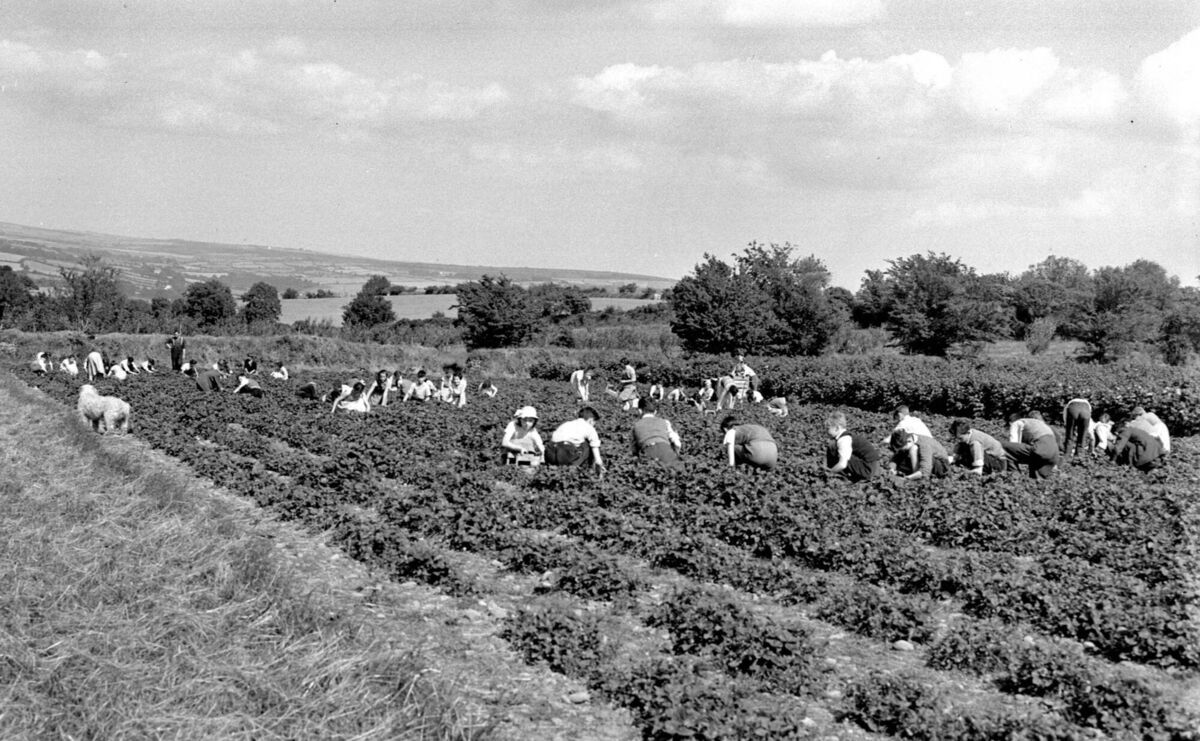 Fruit pickers at Rathcooney fruit farm in 1956