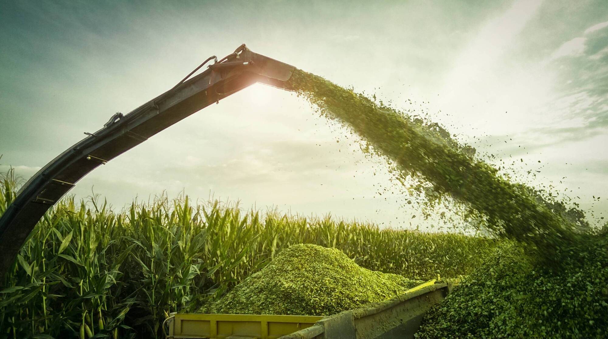 Which alternative forage options could offer best quality and value for you?