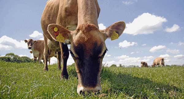 Monaghan man in court accused of stealing cattle