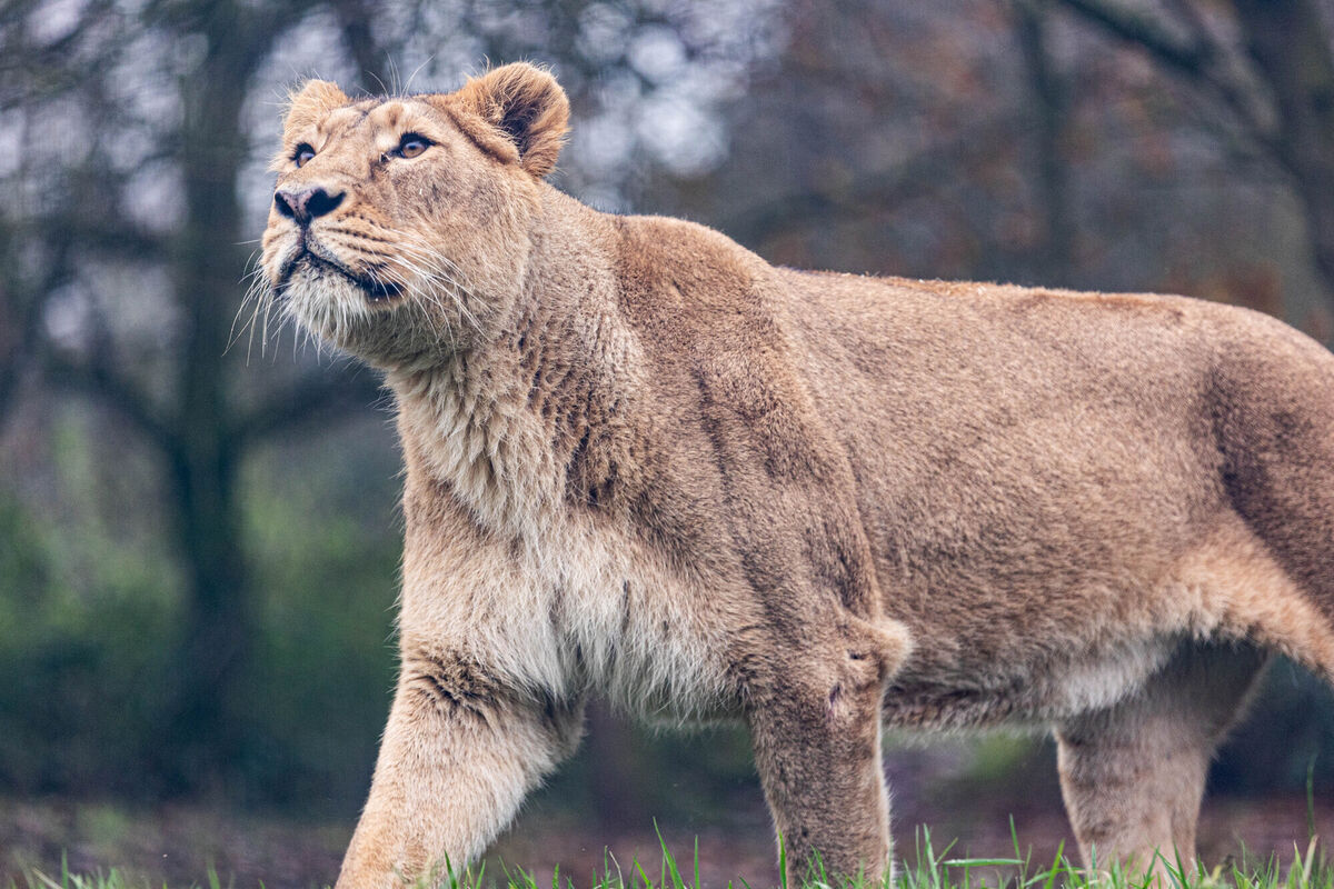 The Fota-born Asiatic lioness Arya who returned to Fota Wildlife Park from Helsinki Zoo in February as part of European Endangered Breeding programme. Picture: Darragh Kane The Fota-born Asiatic lioness Arya who returned to Fota Wildlife Park from Helsinki Zoo in February as part of European Endangered Breeding programme. Picture: Darragh Kane