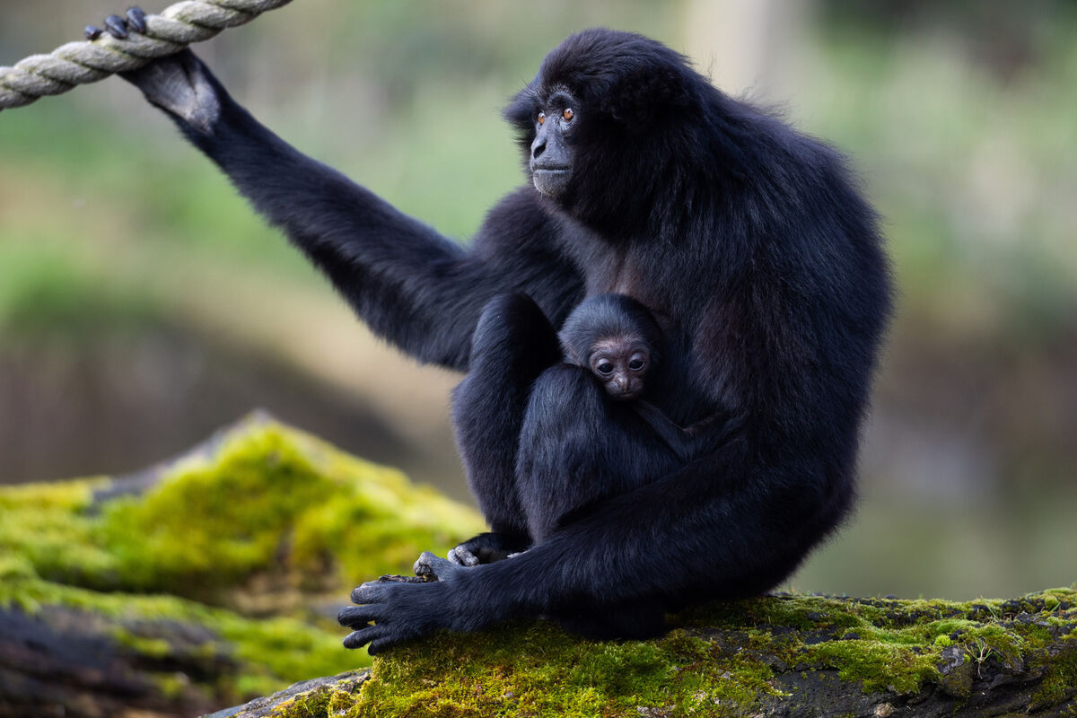 One of the most recent successes of Fota Wildlife Park's breeding programme was announced last week — an endangered baby agile gibbon born in January to parents Chloe and Conor. Picture: Darragh Kane One of the most recent successes of Fota Wildlife Park's breeding programme was announced last week — an endangered baby agile gibbon born in January to parents Chloe and Conor. Picture: Darragh Kane