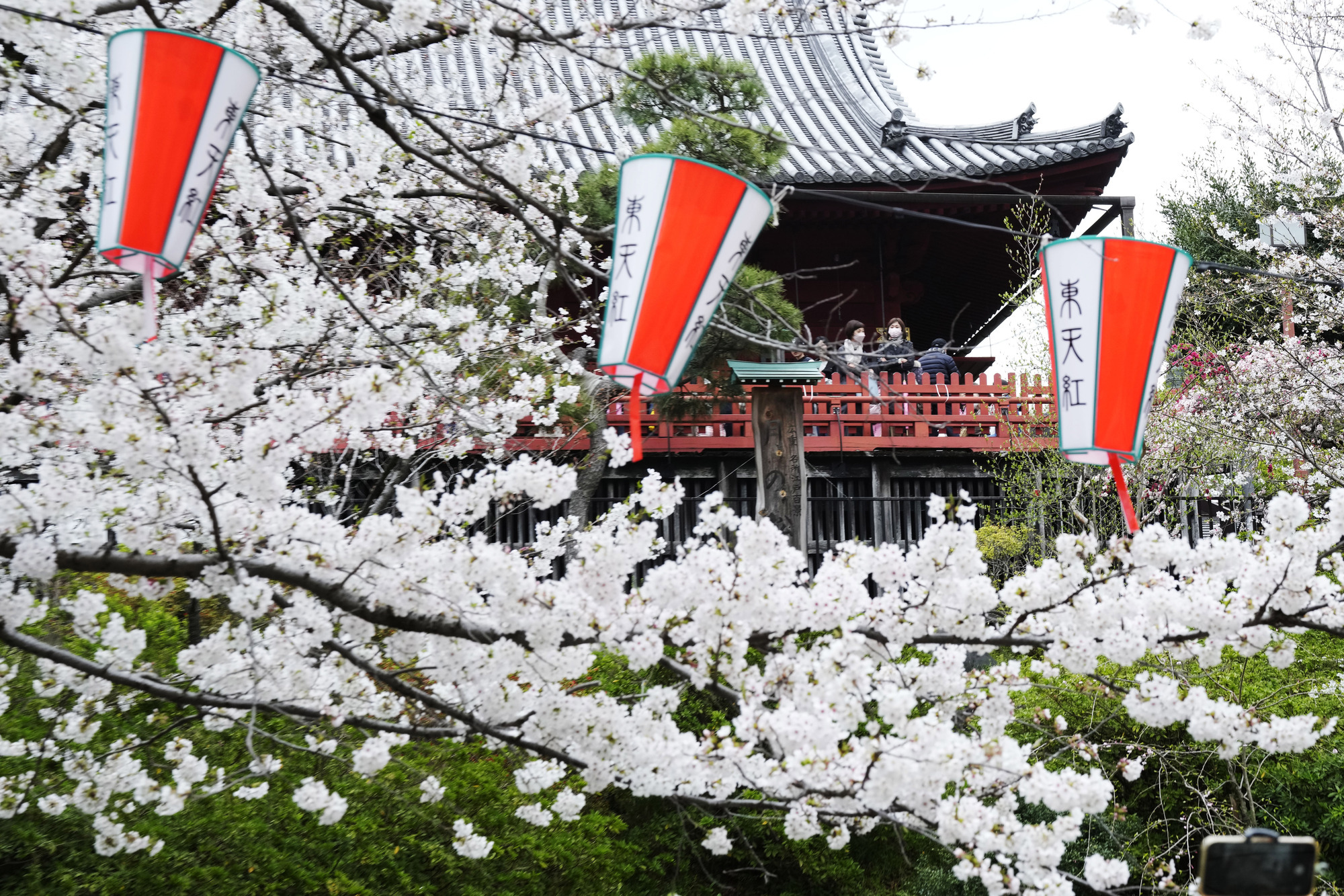 Crowds gather to see cherry blossoms at peak bloom in Tokyo