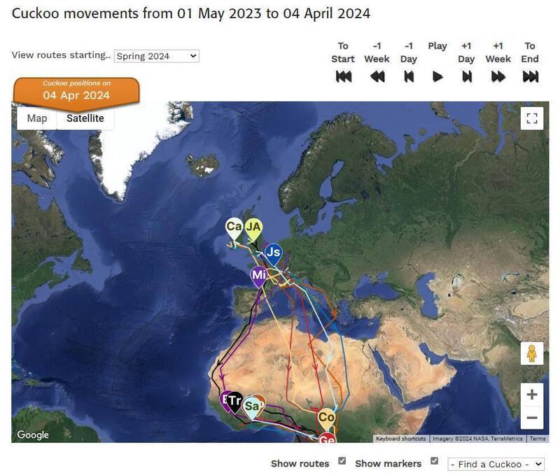 Cuckoo movements from 01 May 2023 to 04 April 2024 Image: Cuckoo Tracking Project, BTO.org Cuckoo movements from 01 May 2023 to 04 April 2024 Image: Cuckoo Tracking Project, BTO.org