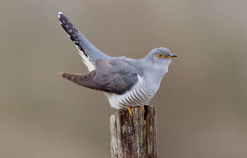 Cuckoo. Picture: Edmund Fellowes/ BTO.org Cuckoo. Picture: Edmund Fellowes/ BTO.org