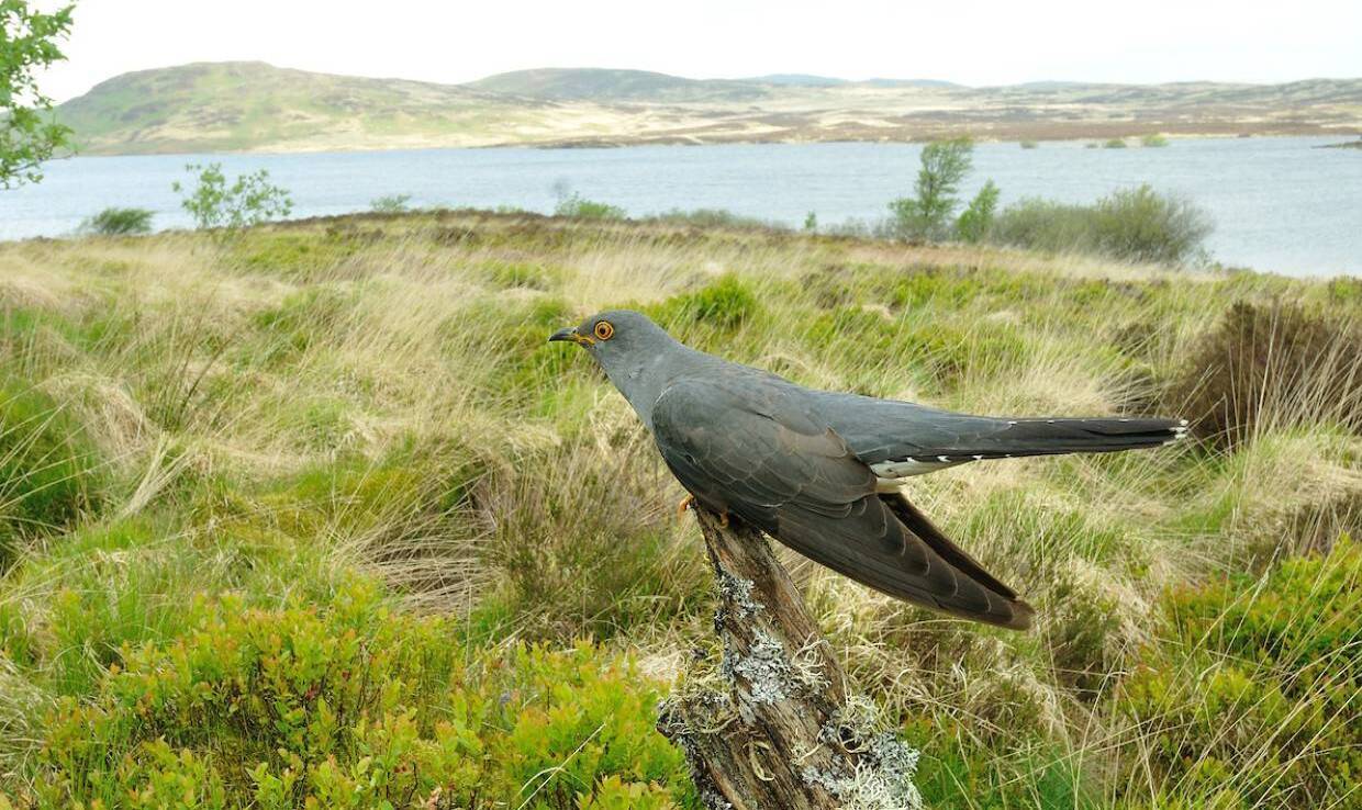 Donal Hickey: We'll hear cuckoos any day now — or have you already?