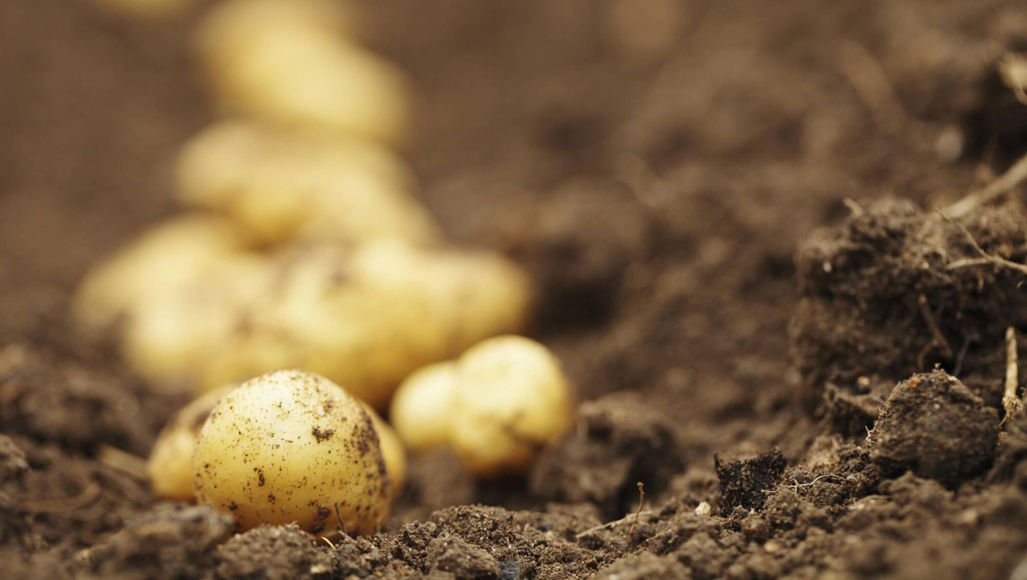 Growers 'not in financial position to survive year ahead' without support