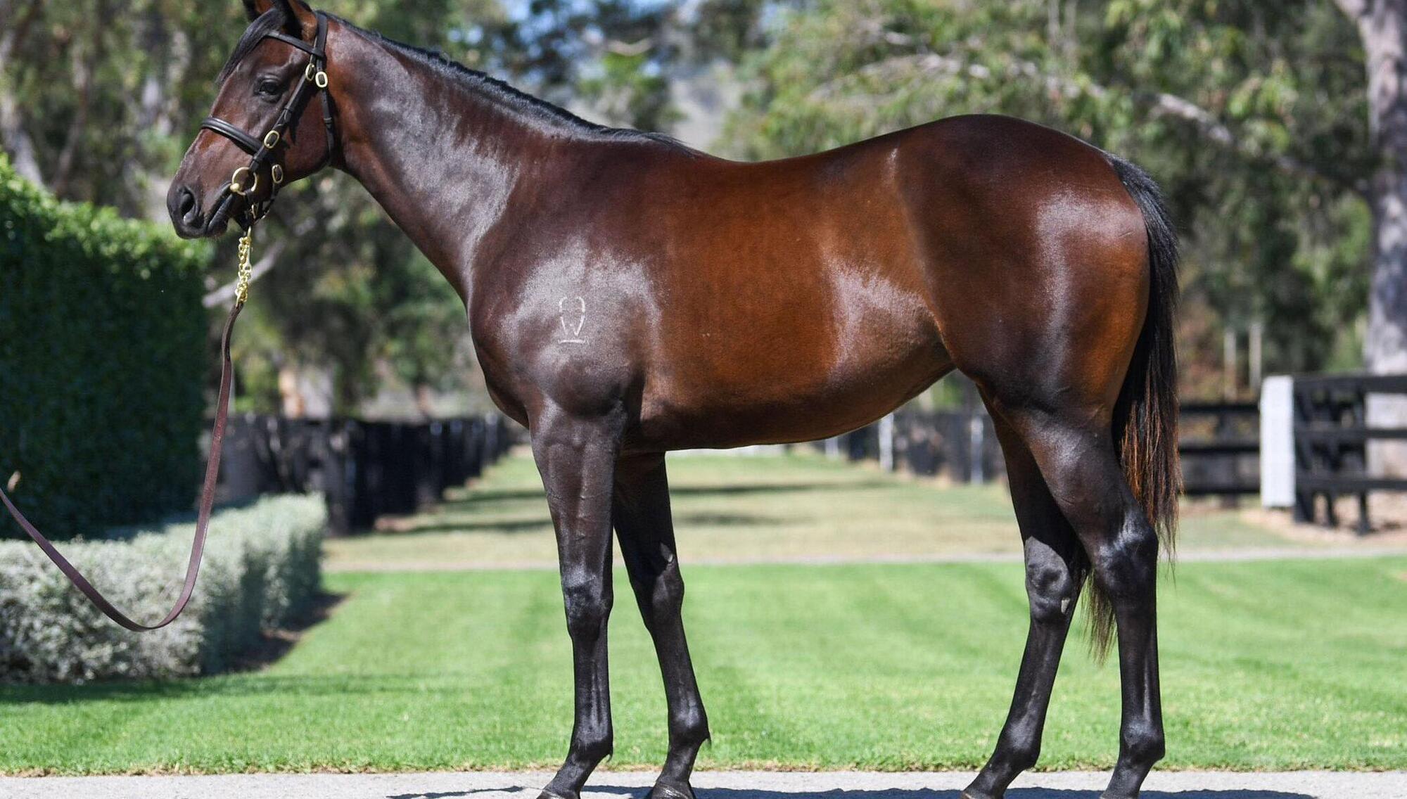 World record: Winx's first foal sells for eye-watering AU$10m
