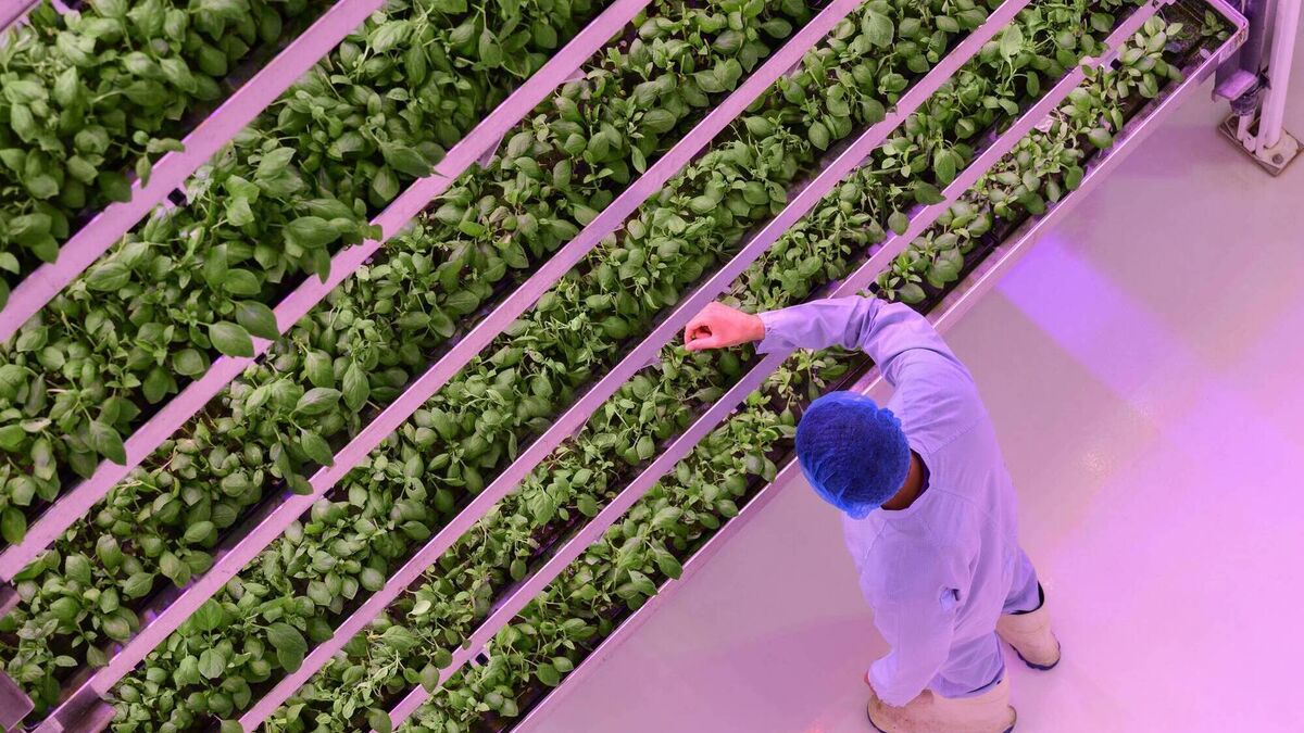 Indoor crops could be key for future food security - Vimarsana News