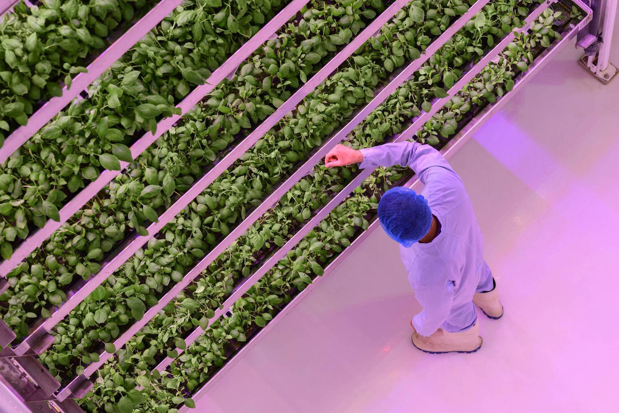 Indoor crops could be key for future food security