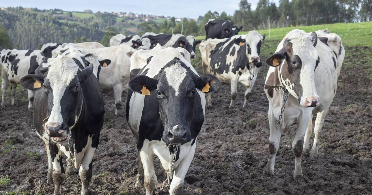 アイルランドで推進されている牛乳生産システムは再検討される必要がある