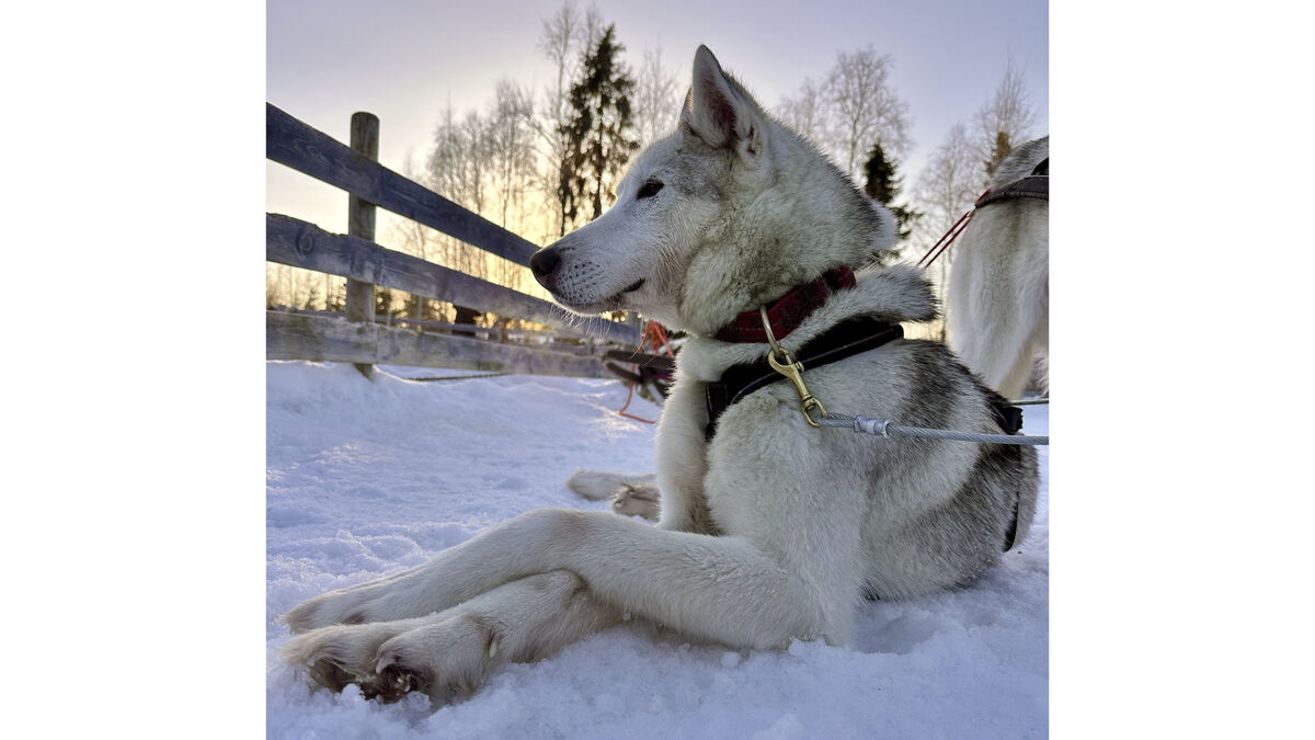 Husky at Wild Motion Siberian Huskies, Lapland: Picture taken with Swappie refurbished iPhone 14 Pro. Picture: Noel Campion 