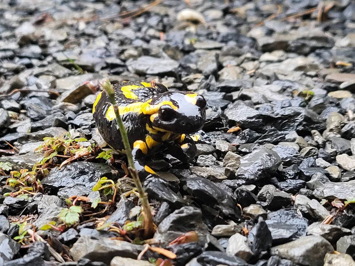 Fire salamander. Picture: Pádraic Fogarty 