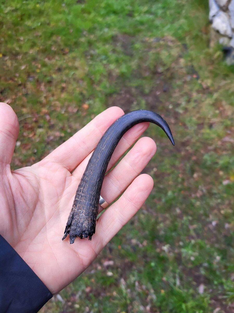 Chamois horn. Picture: Pádraic Fogarty 