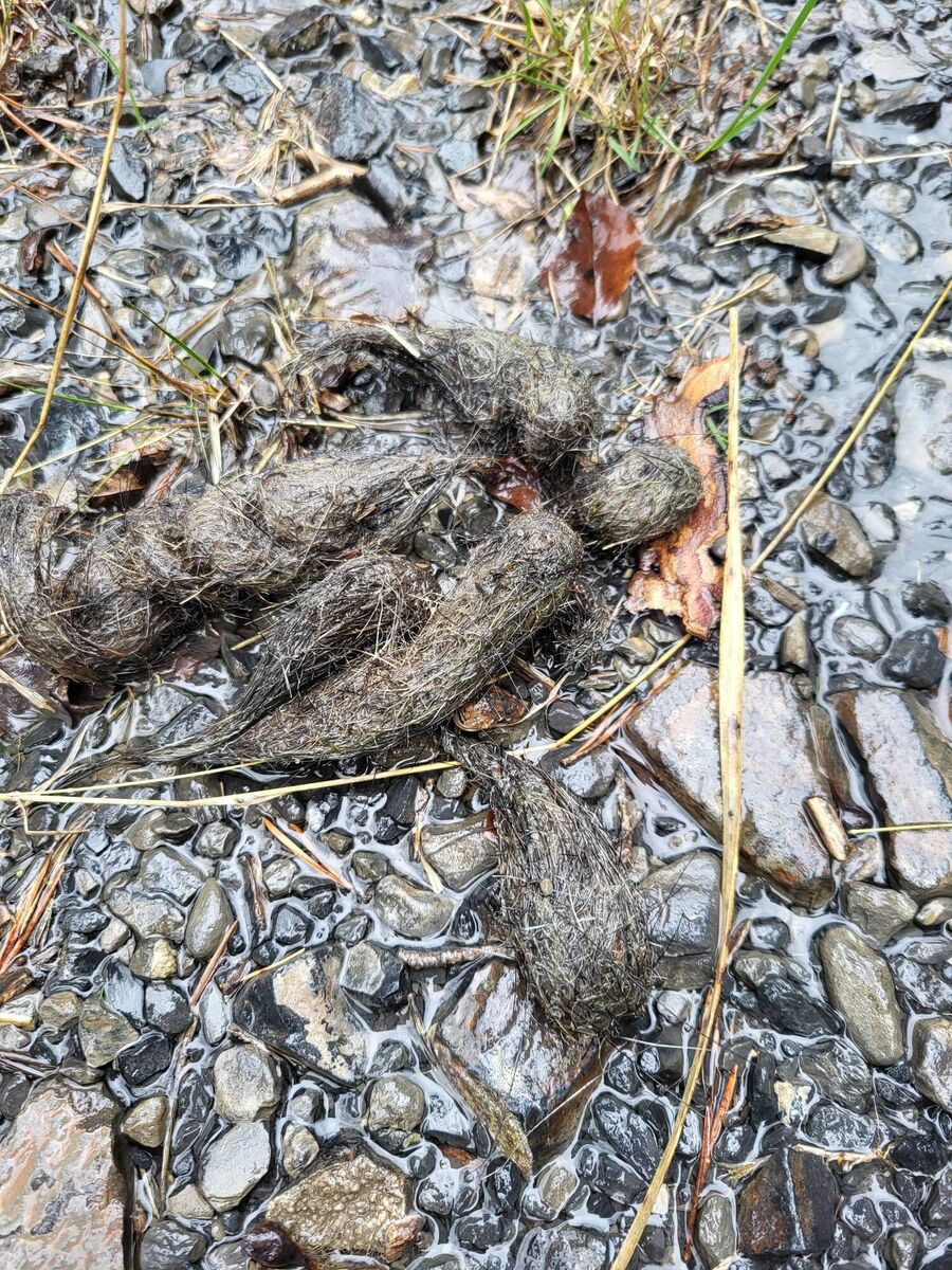 Wolf poo. Picture: Pádraic Fogarty