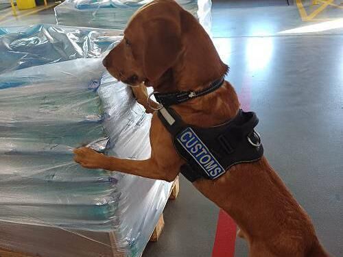 Detector dog James, who assisted in the Revenue operations last week. Picture: Revenue Detector dog James, who assisted in the Revenue operations last week. Picture: Revenue