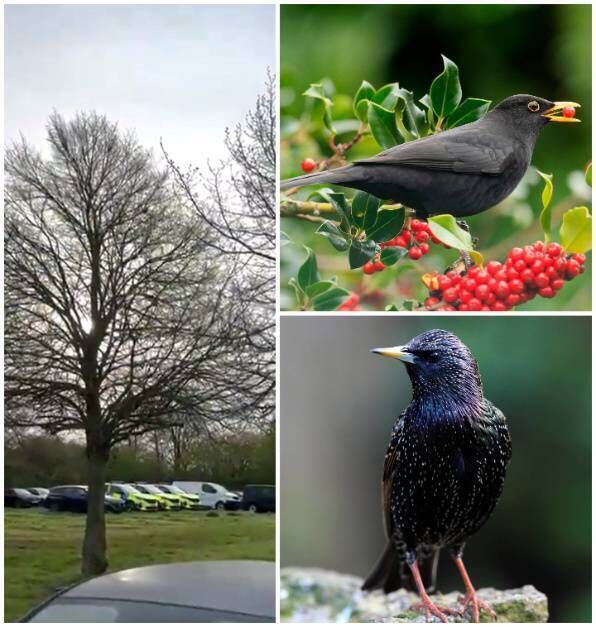 Thames Valley Police: "Officers at our Roads Policing base in Bicester have been left a little confused this week, after finding out one of their resident birds has learnt to mimic the sound of a police siren. From our workshops that test out the two tone tune to officers deploying to jobs, this little fella has been sat patiently observing the noise to recreate it!" The culprit may be a starling or a blackbird.
