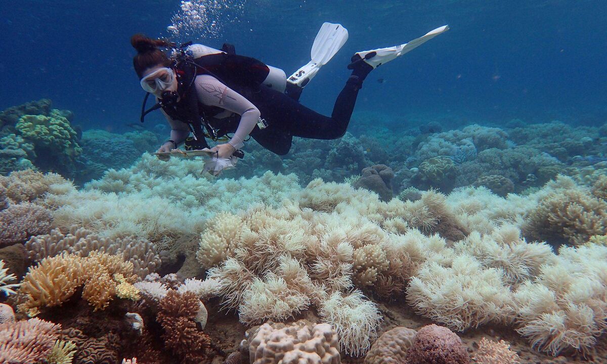  A diver over bleached coral at Orpheus Island in Queensland.