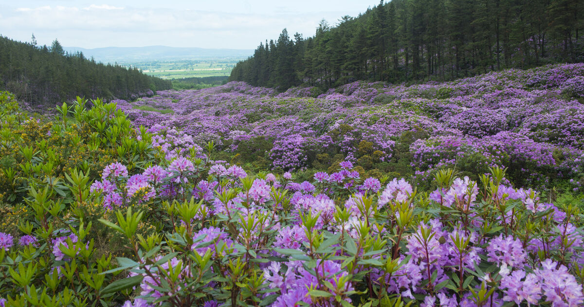 Rhododendron — Il y a plus dans cette beauté qu'il n'y paraît
