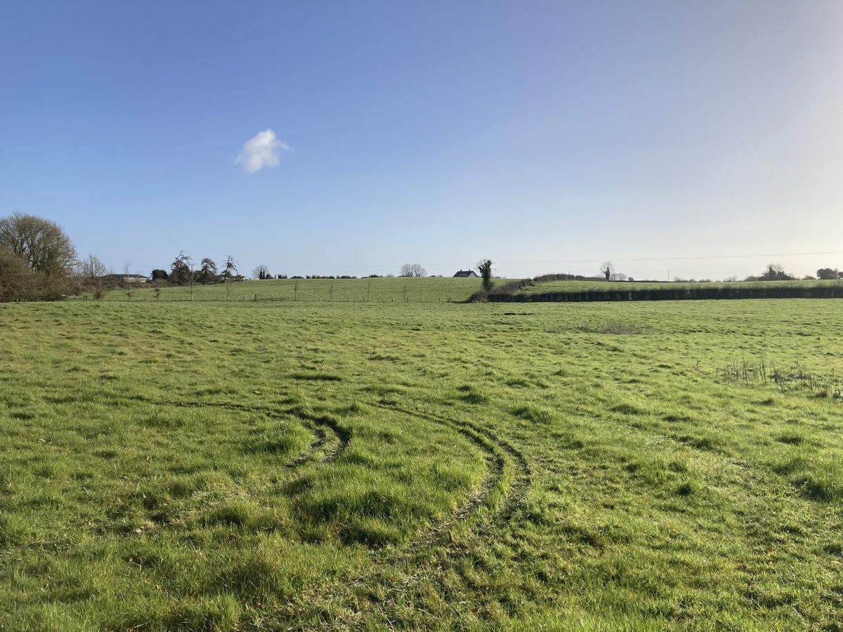 Some of the high quality land of the 60 acres for auction, Kill House, Templemore, Co Tipperary