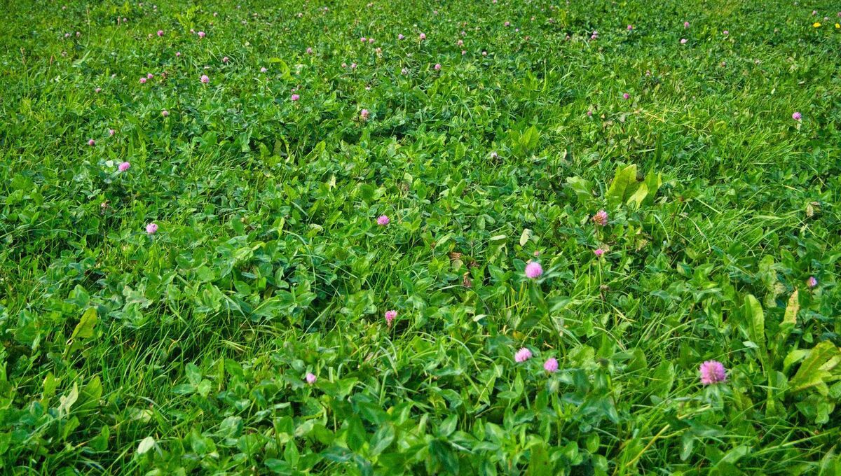 Red clover (scheme available) or summer cover crops could also be options. Red clover (scheme available) or summer cover crops could also be options.
