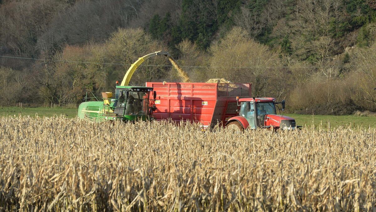 A big advantage of beet and maize is that yield may not be adversely affected by delayed sowing. File picture Denis Minihane A big advantage of beet and maize is that yield may not be adversely affected by delayed sowing. File picture Denis Minihane
