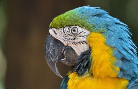 The owners of a parrot that they had wanted cremated after it died told Eamonn Coady a funny story about their pet that 'lightened the mood' for everyone before the ceremony. File picture