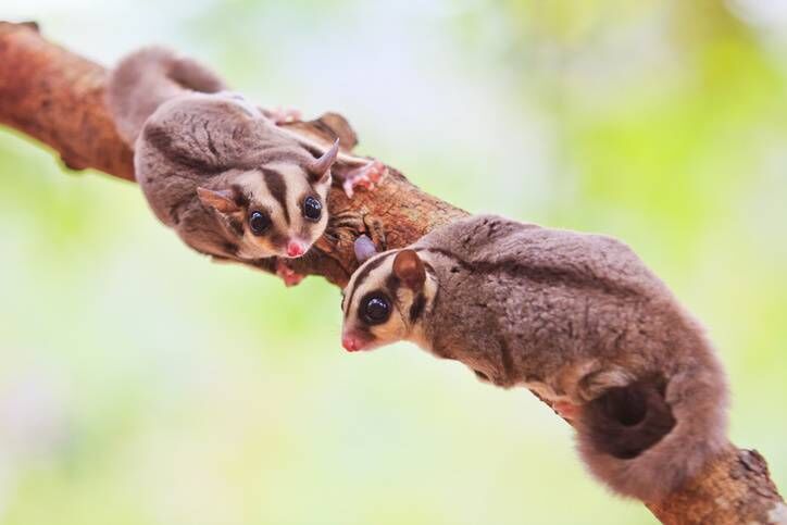 Eamonn Coady, owner of Resting Pets in Tramore, has cremated a sugar glider. Picture: iStock/pigphoto Eamonn Coady, owner of Resting Pets in Tramore, has cremated a sugar glider. Picture: iStock/pigphoto