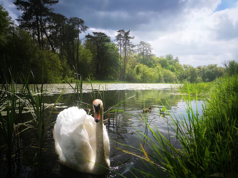 A friendly Swan at Doneraile Wildlife Park, Co  Cork. Picture: Billy O'Halloran