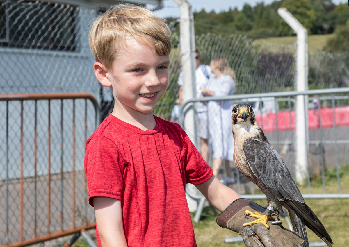 Noah Redmond from Carrigaline holds a Peregrine Falcon at the annual agricultural show in Ballygarvan, Co Cork. Picture: David Creedon