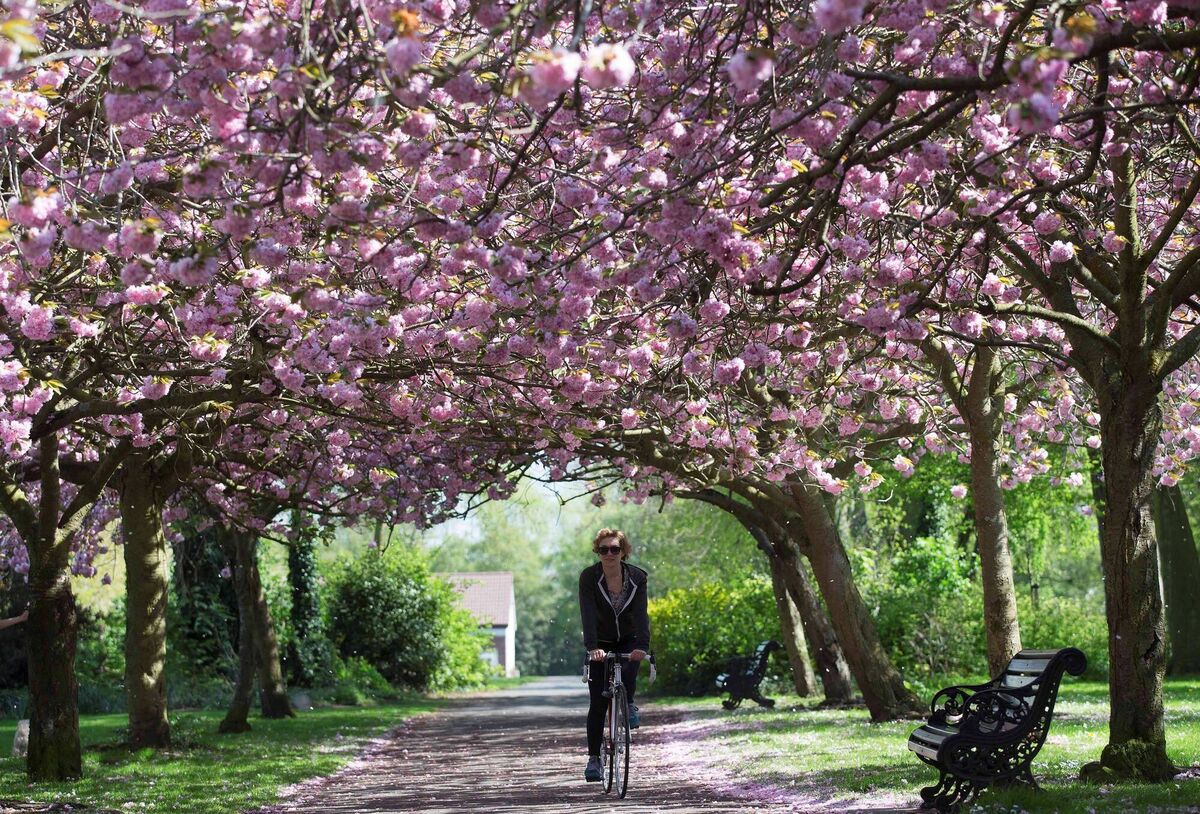 Cherry Blossom trees in bloom in the Herbert Park in Dublin. Photo: Laura Hutton 