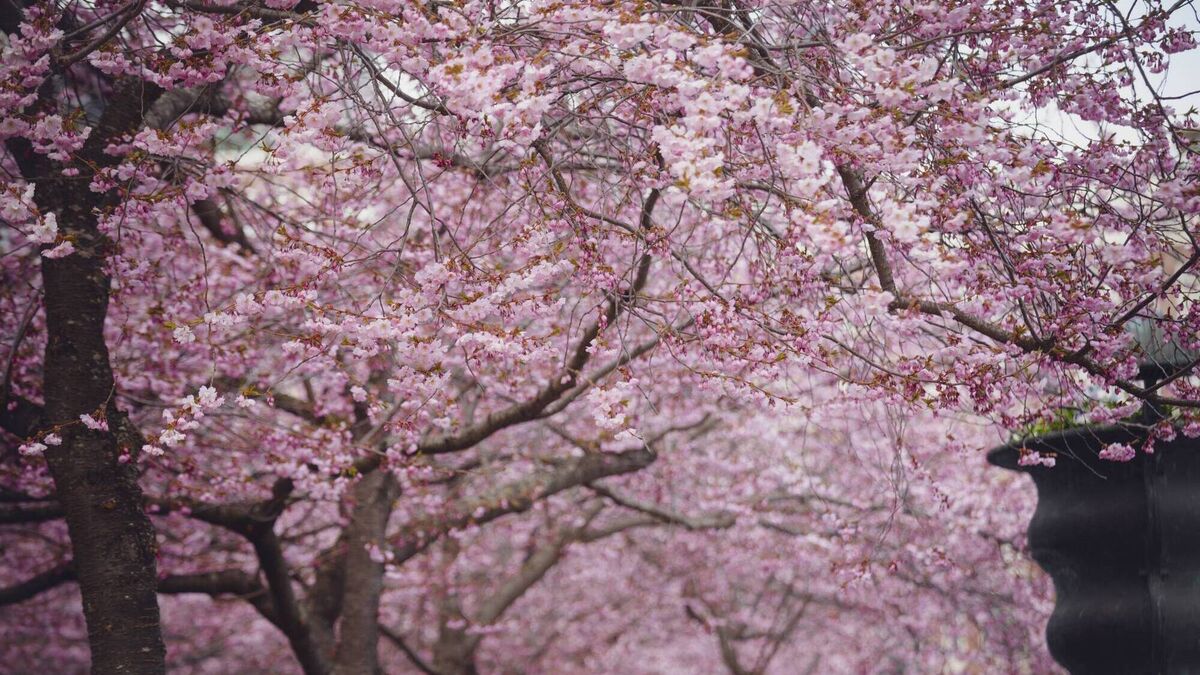 Bringing a touch of Japan's cherry blossom Sakura to your garden - Vimarsana News