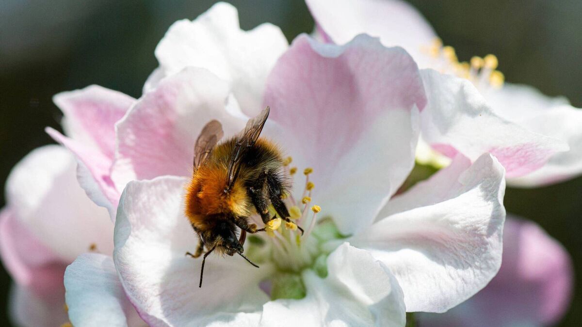 Anja Murray: Do more for pollinators by doing less in the garden - Vimarsana News
