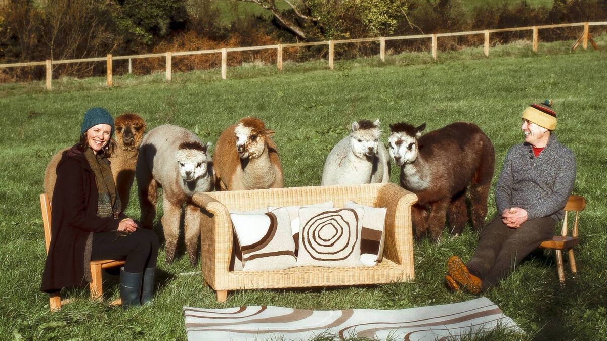 Leaders of the alpacas: The Irish farm making luxury artisan rugs - Vimarsana News