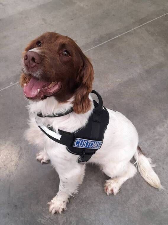The drugs were discovered concealed in vacuum-packed packages within a passenger's luggage by detector dog Sam. The drugs were discovered concealed in vacuum-packed packages within a passenger's luggage by detector dog Sam.