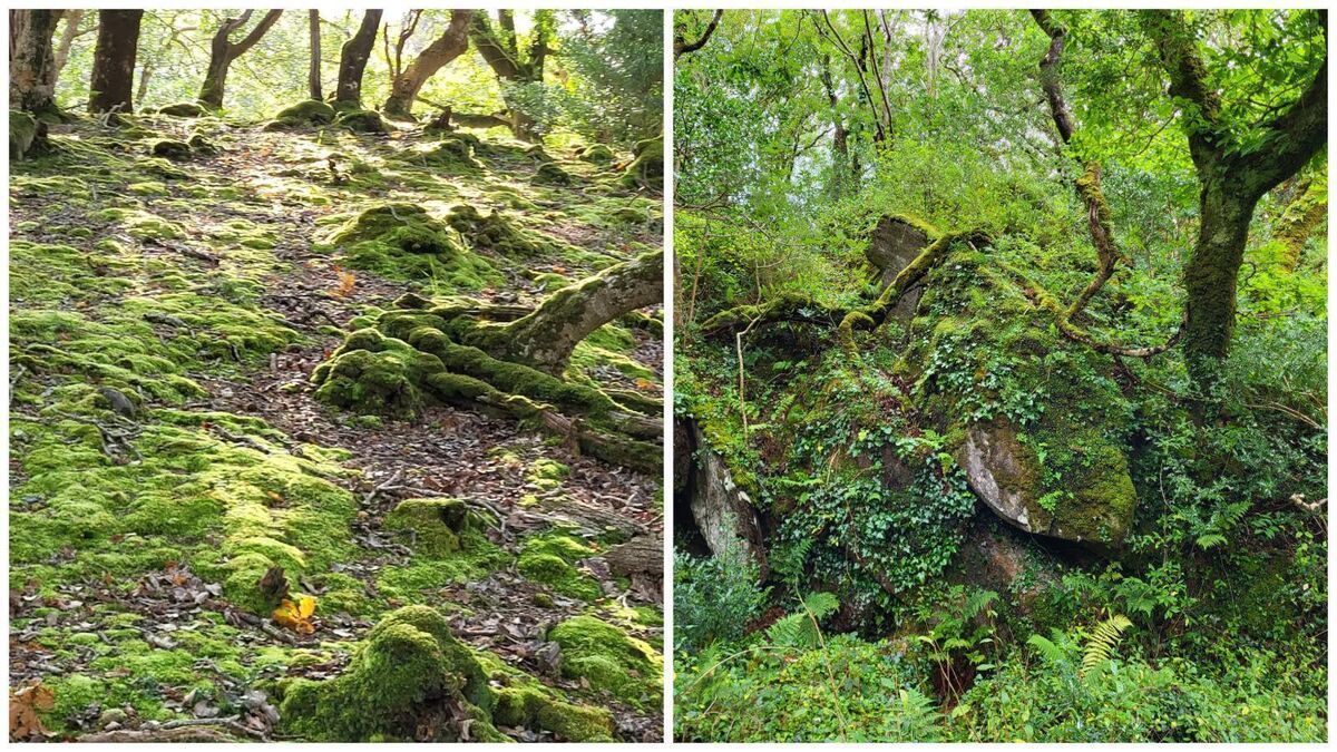 Killarney's dying rainforest: a towering national disgrace for more than 50 years - Vimarsana News