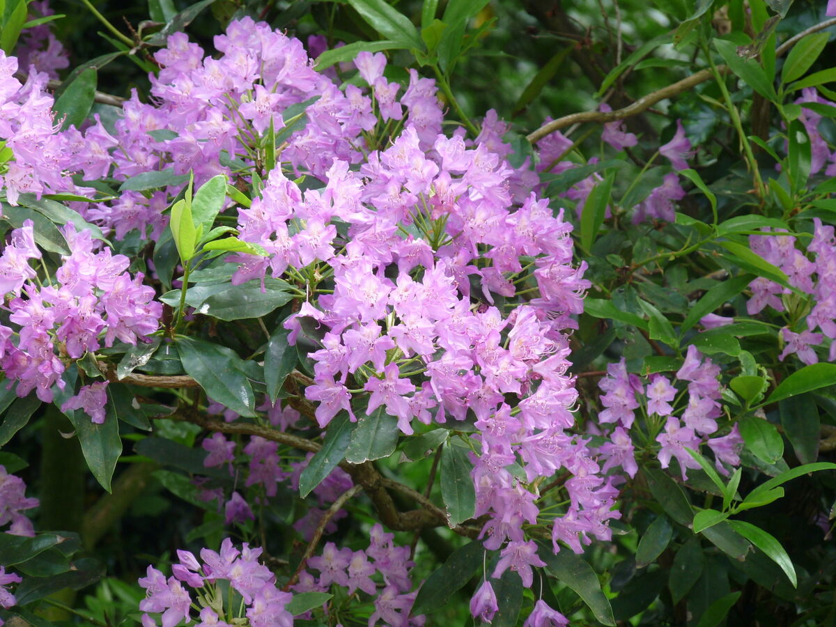 As many as 7,000 seeds can be produced per branch and these are readily carried by the wind. As many as 7,000 seeds can be produced per branch and these are readily carried by the wind.