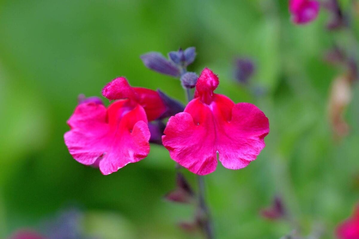 Salvia microphylla, also known as baby sage.