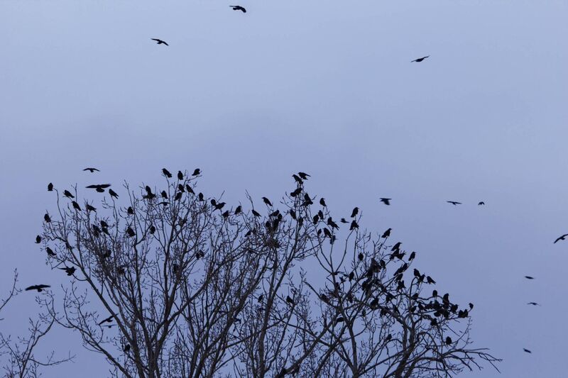 A swarm of rooks (Corvus frugilegus) on a tree at sunset A swarm of rooks (Corvus frugilegus) on a tree at sunset