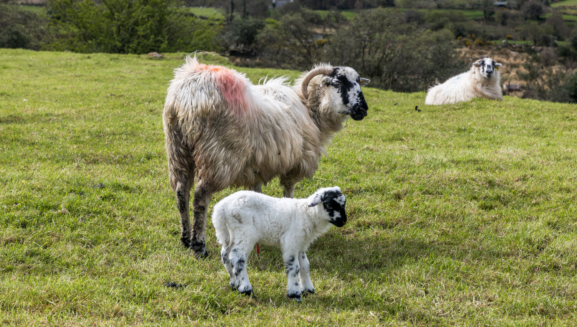  Suppliers are reporting that there is still plenty of interest in hoggets at the factories. Picture: David Creedon