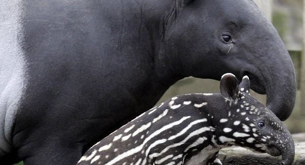 Dublin Zoo to donate €5,000 after tapir attack on toddler and mum